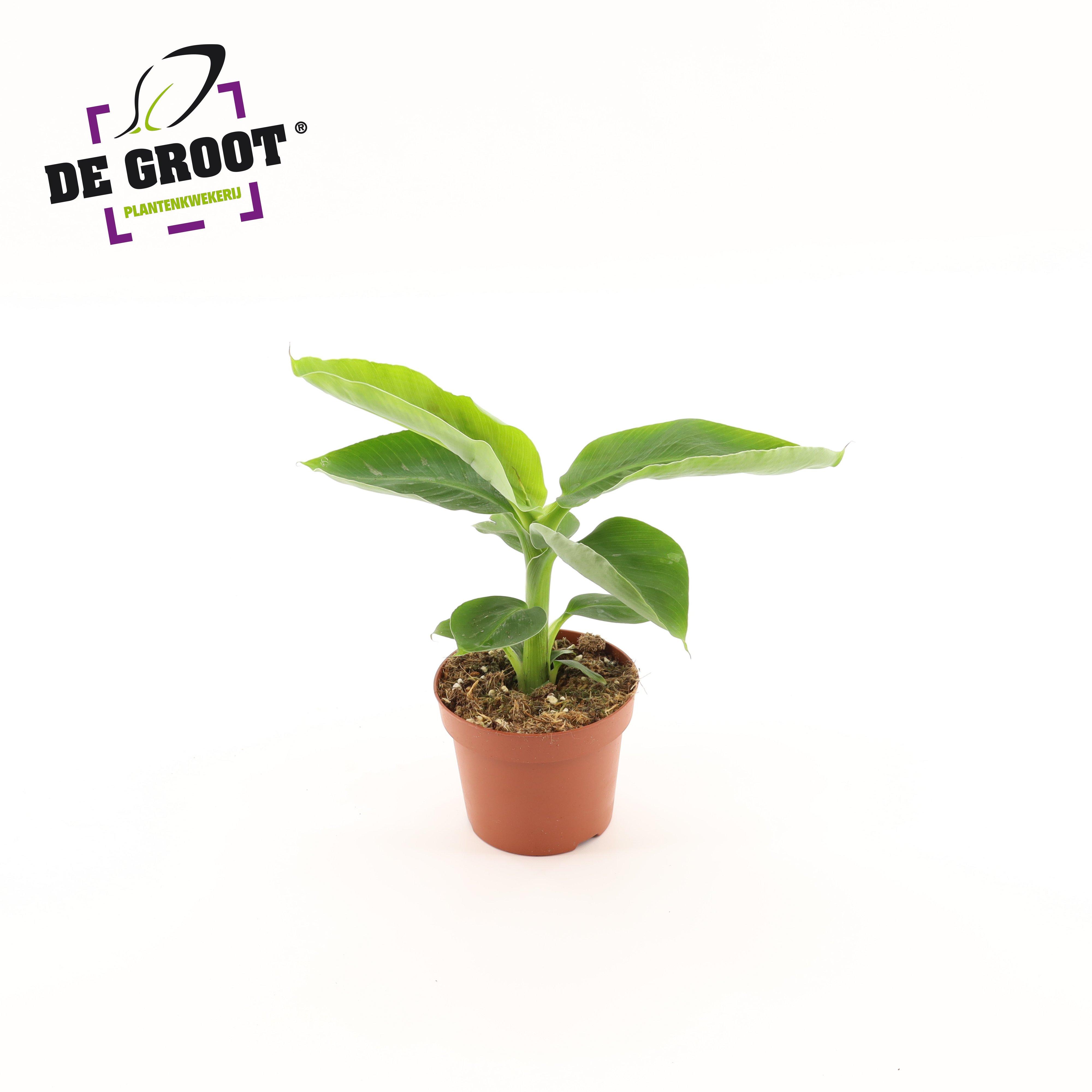 Горшечные цветы и растения оптом Musa Oriental Dwarf от 10шт из Голландии с доставкой по России