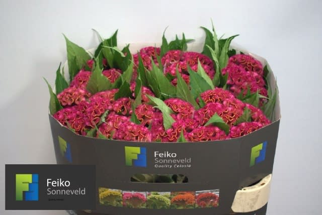 Срезанные цветы оптом Celosia act rima от 40шт из Голландии с доставкой по России