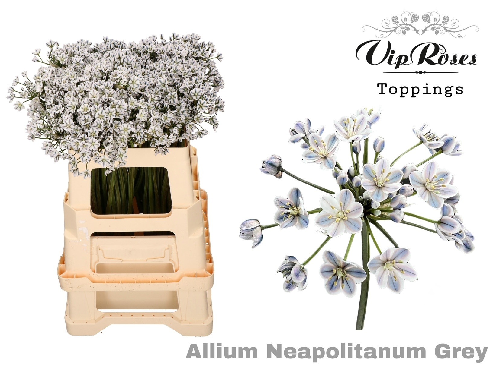 Срезанные цветы оптом Allium paint neopolitanum grey от 60шт из Голландии с доставкой по России