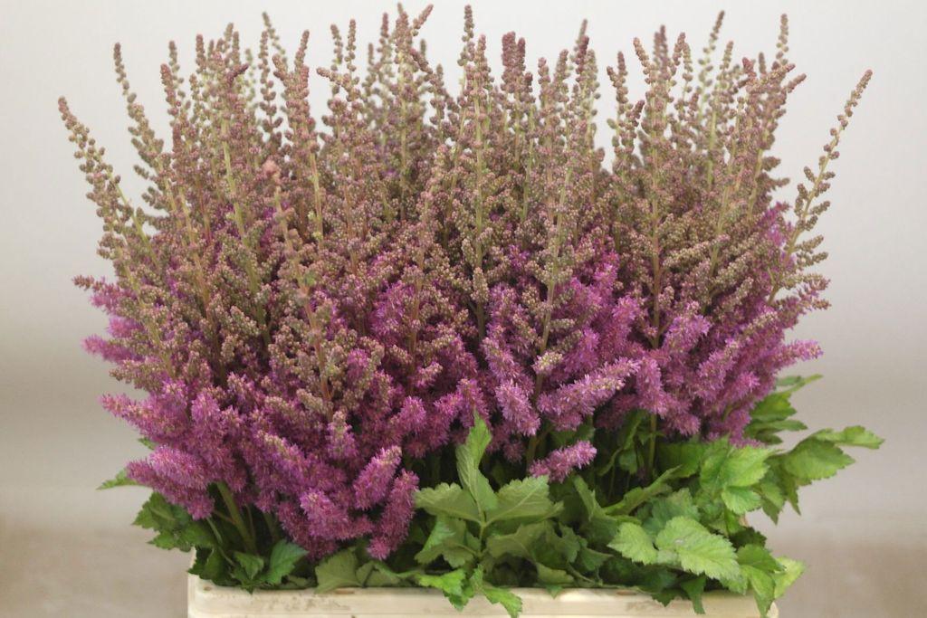 Срезанные цветы оптом Astilbe black and blue от 100шт из Голландии с доставкой по России
