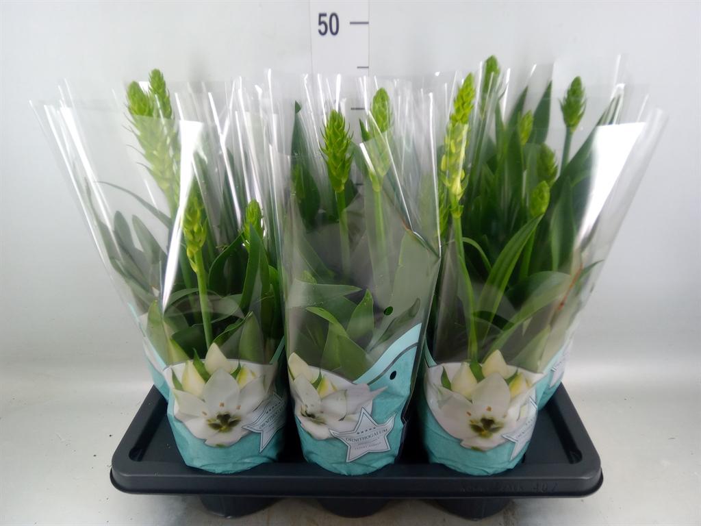 Горшечные цветы и растения оптом Ornithogalum Thyrs. от 7шт из Голландии с доставкой по России