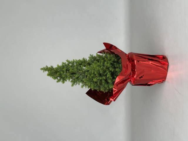 Горшечные цветы и растения оптом Cham Th Alpica от 18шт (для телеги) из Голландии с доставкой по России Горшечные цветы и растения оптом Cham Th Alpica от 18шт (для телеги) из Голландии с доставкой по России