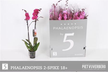 Горшечные цветы и растения оптом Phal Ov Paars 2 Branches 18+ от 12шт из Голландии с доставкой по России