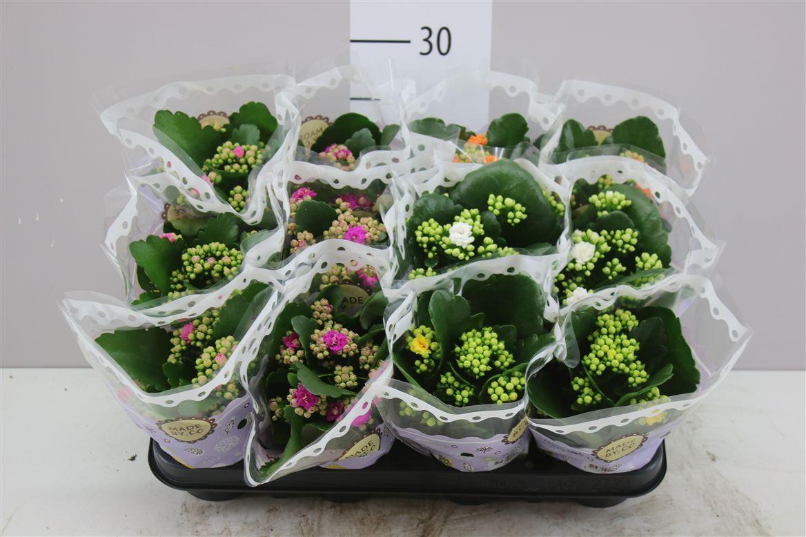 Горшечные цветы и растения оптом Kalanchoe Calandiva Mix от 12шт (для телеги) из Голландии с доставкой по России