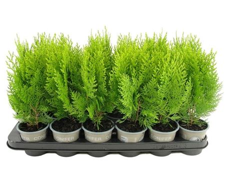 Горшечные цветы и растения оптом Platycladus Or Aurea Nana от 18шт (для телеги) из Голландии с доставкой по России