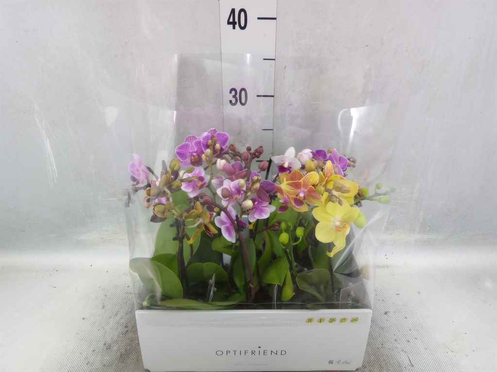 Горшечные цветы и растения оптом Phalaenopsis Multi.   ...mix  5 от 8шт из Голландии с доставкой по России