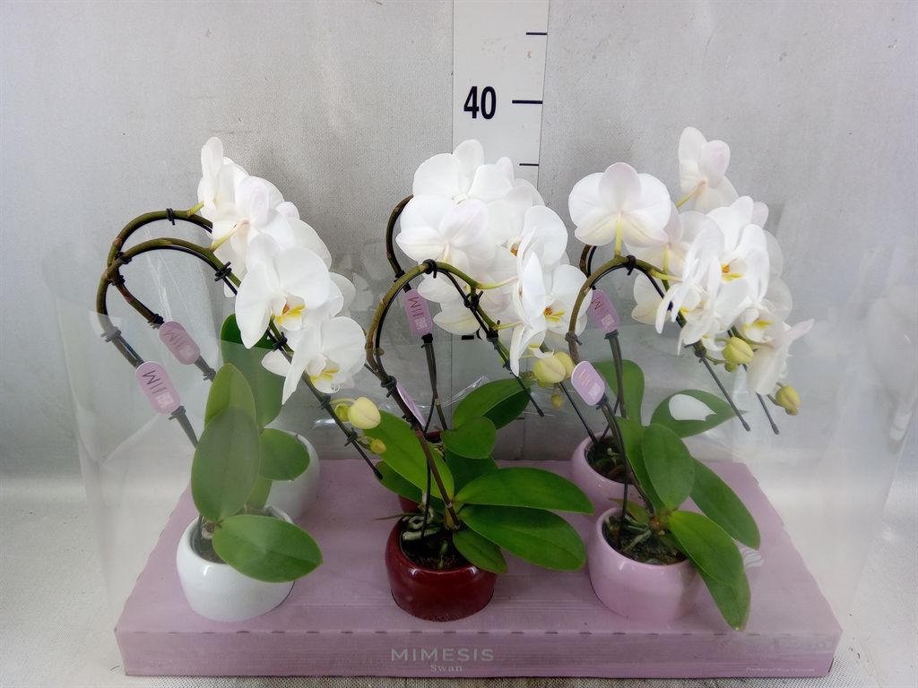 Горшечные цветы и растения оптом Phalaenopsis   ...white от 6шт из Голландии с доставкой по России