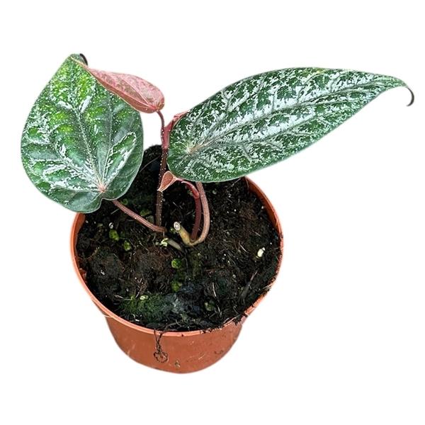 Горшечные цветы и растения оптом Amydrium Silver Blue от 1шт из Голландии с доставкой по России