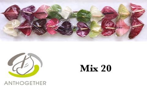 Срезанные цветы оптом Anthurium mix in box от 20шт... из Голландии с доставкой по России