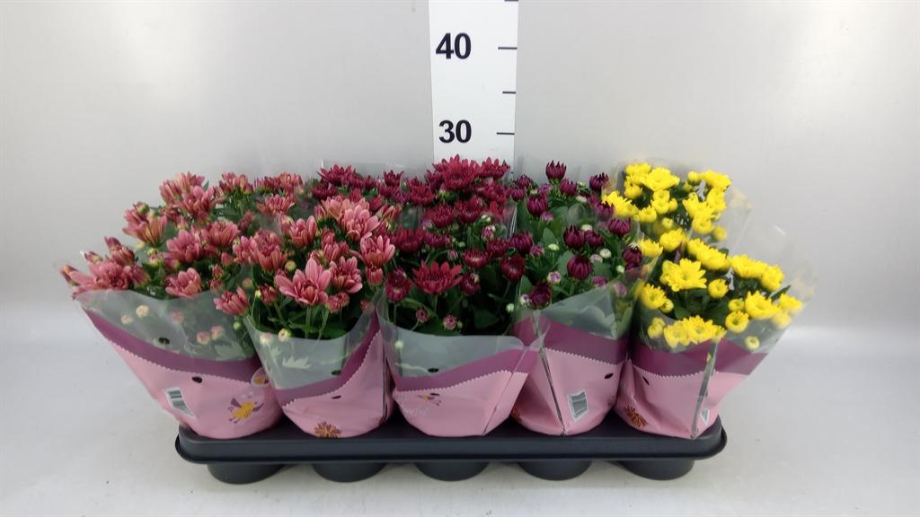 Горшечные цветы и растения оптом Chrysanthemum ..mix 5 от 10шт из Голландии с доставкой по России