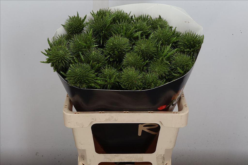 Срезанные цветы оптом Eryngium wax olive от 10шт из Голландии с доставкой по России