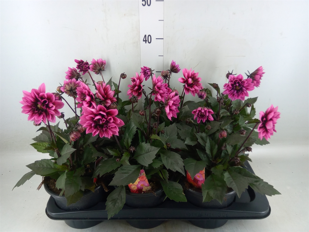 Горшечные цветы и растения оптом Dahlia   ...from Seeds/cuttings от 6шт из Голландии с доставкой по России