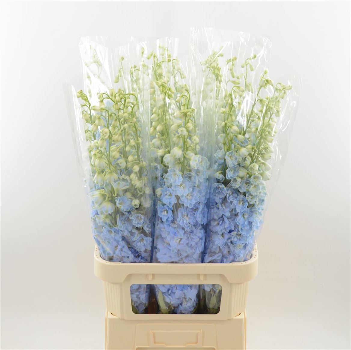 Срезанные цветы оптом Delphinium el dewi boy от 30шт. из Голландии с доставкой по России