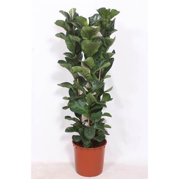 Горшечные цветы и растения оптом Ficus Lyrata Bambino 3 Per Pot от 1шт из Голландии с доставкой по России