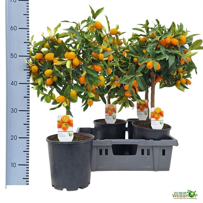 Горшечные цветы и растения оптом Citr Margarita от 4шт (для телеги) из Голландии с доставкой по России