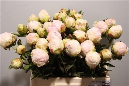 Срезанные цветы оптом Paeonia mothers choice от 50шт из Голландии с доставкой по России