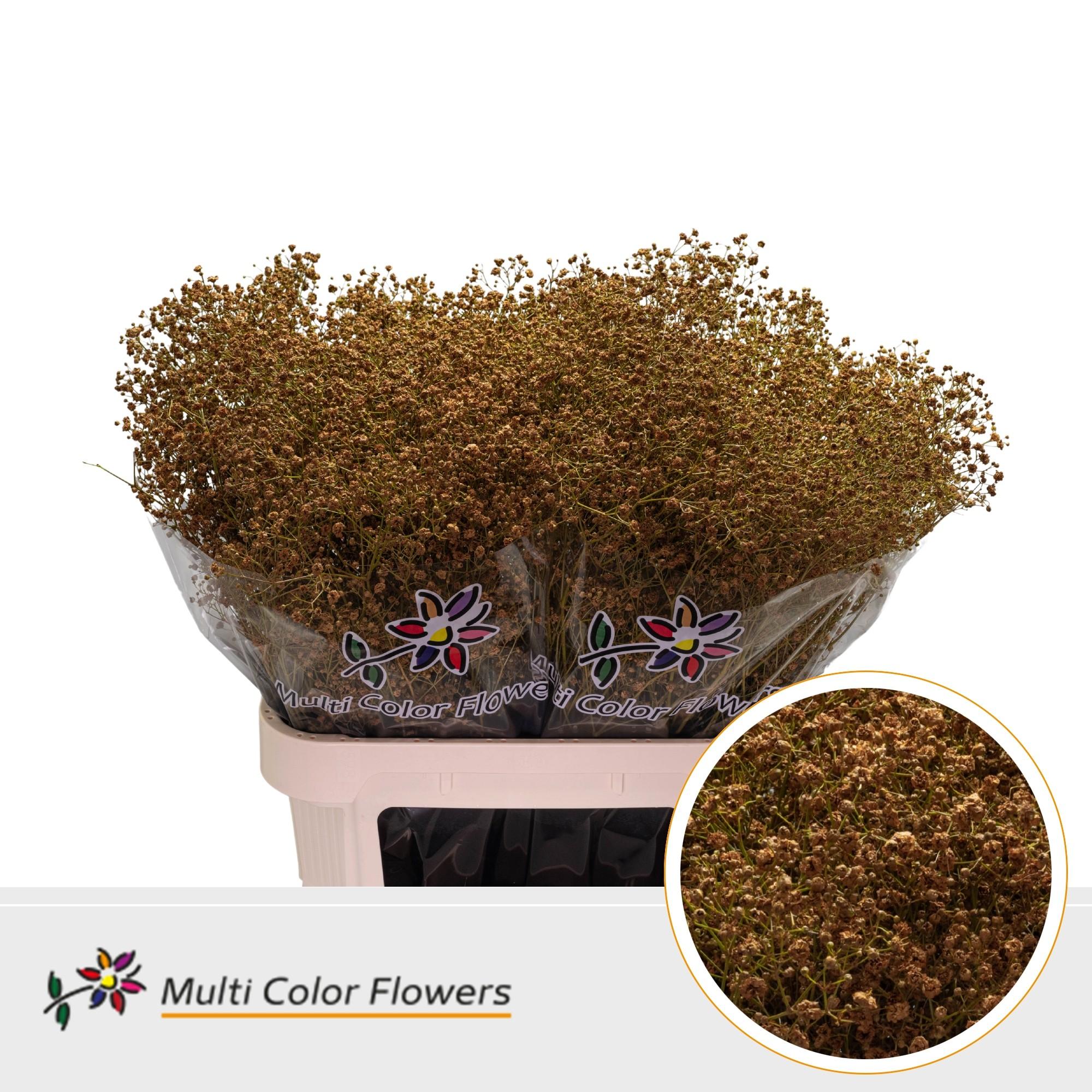 Срезанные цветы оптом Gyps large paint ocher yellow от 50шт из Голландии с доставкой по России