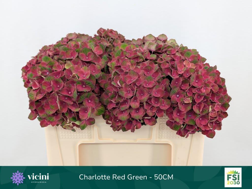 Срезанные цветы оптом Hydrangea mag charlotte от 10шт из Голландии с доставкой по России