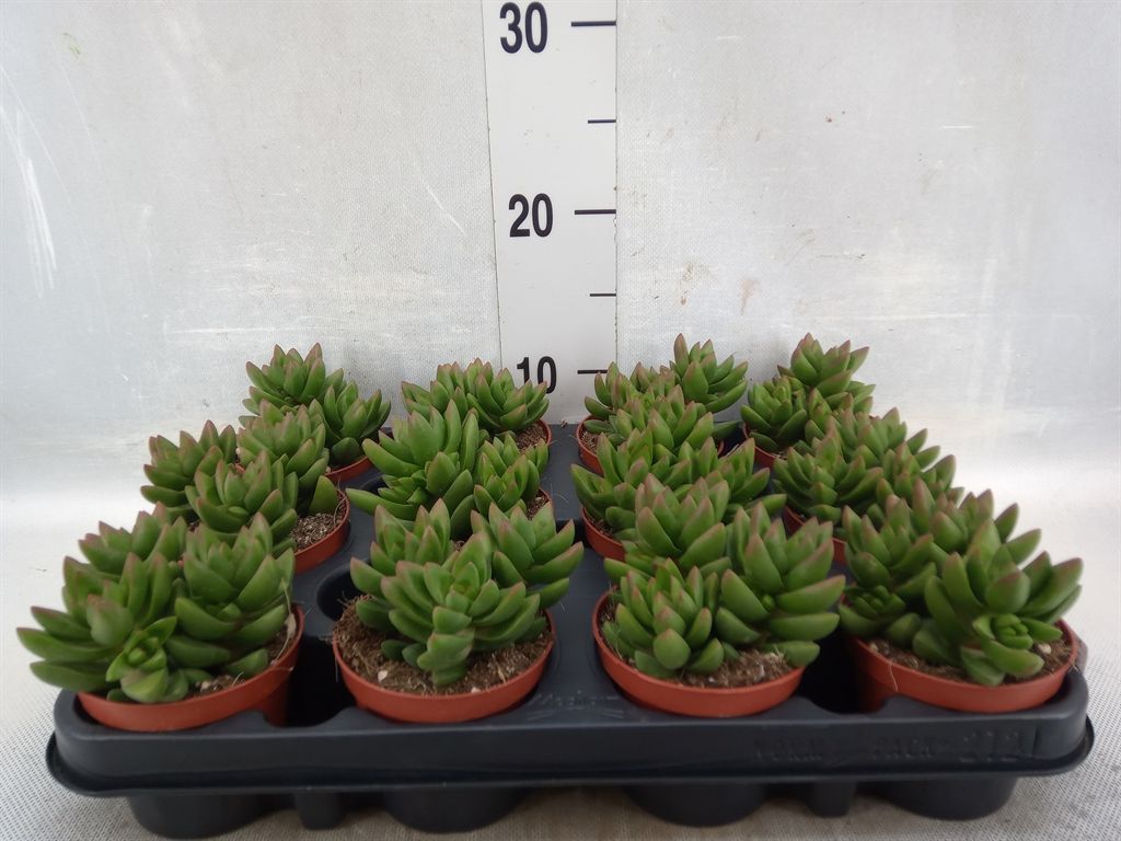 Горшечные цветы и растения оптом Crassula   ... от 12шт из Голландии с доставкой по России