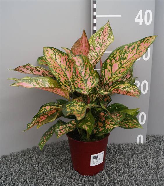 Горшечные цветы и растения оптом Aglaonema Spotted от 6шт из Голландии с доставкой по России