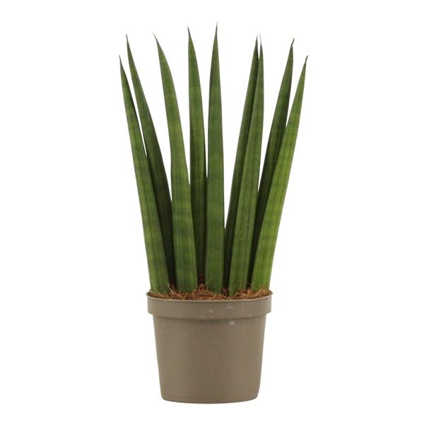 Горшечные цветы и растения оптом Sansevieria Cylindrica Fan от 18шт (для телеги) из Голландии с доставкой по России