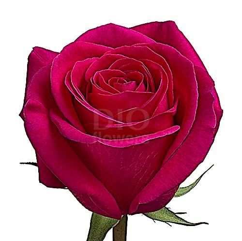 Розы оптом PINK FLOYD из Эквадора с доставкой по России Розы оптом PINK FLOYD из Эквадора с доставкой по России