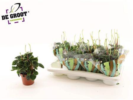 Горшечные цветы и растения оптом Peperomia Lilian + Flower от 8шт из Голландии с доставкой по России