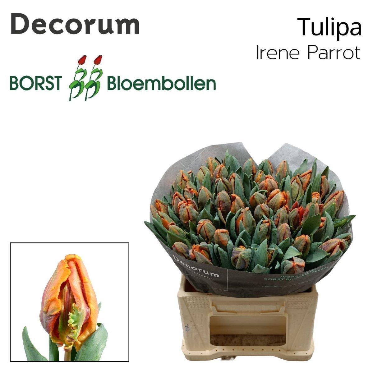 Срезанные цветы оптом Tulipa pa irene parrot от 50шт из Голландии с доставкой по России