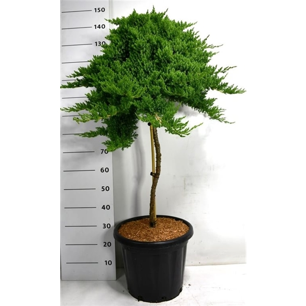 Горшечные цветы и растения оптом Juniperus Proc Nana On Stem от 1шт из Голландии с доставкой по России