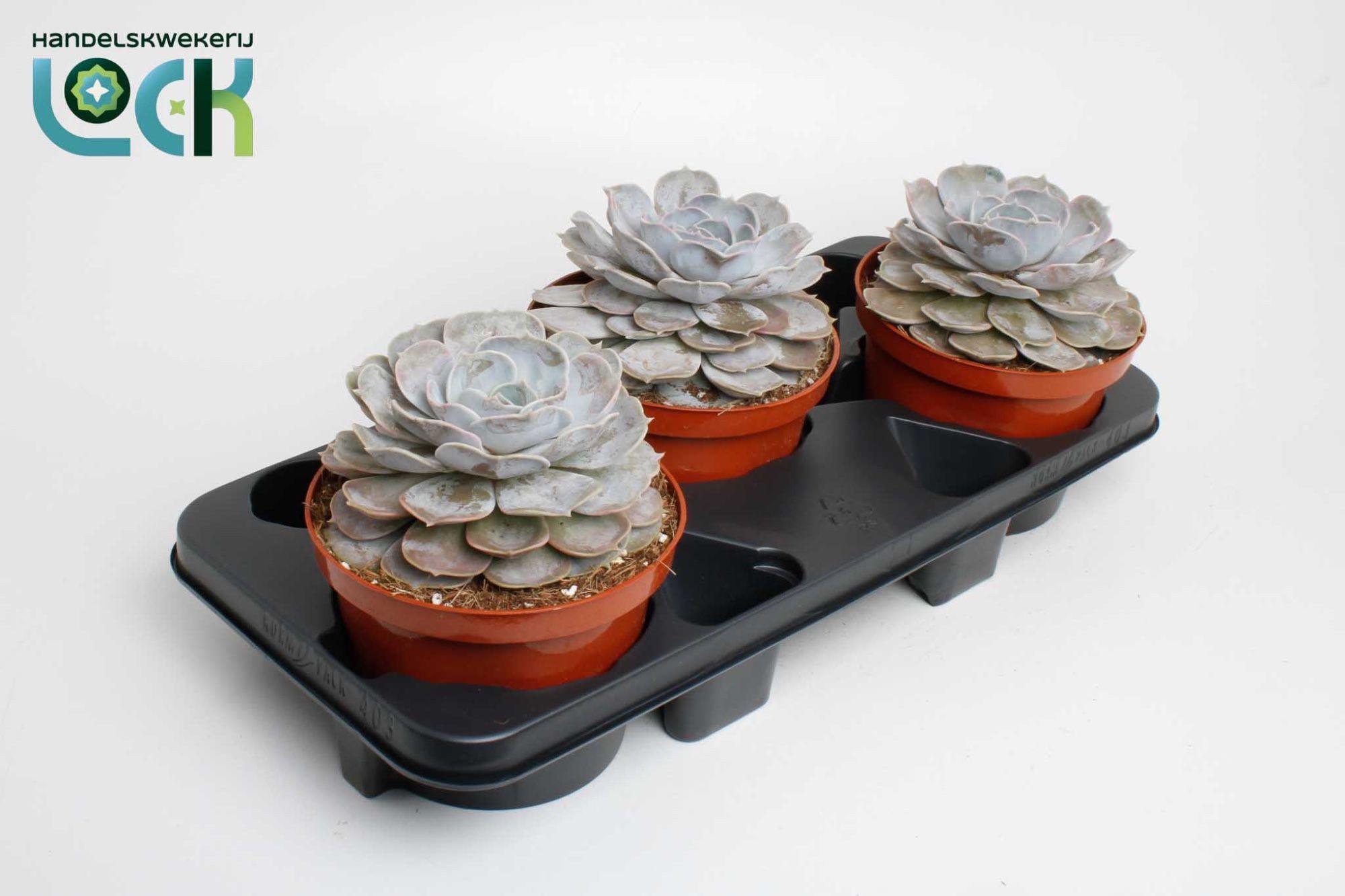 Горшечные цветы и растения оптом Echeveria Runyonii от 3шт из Голландии с доставкой по России