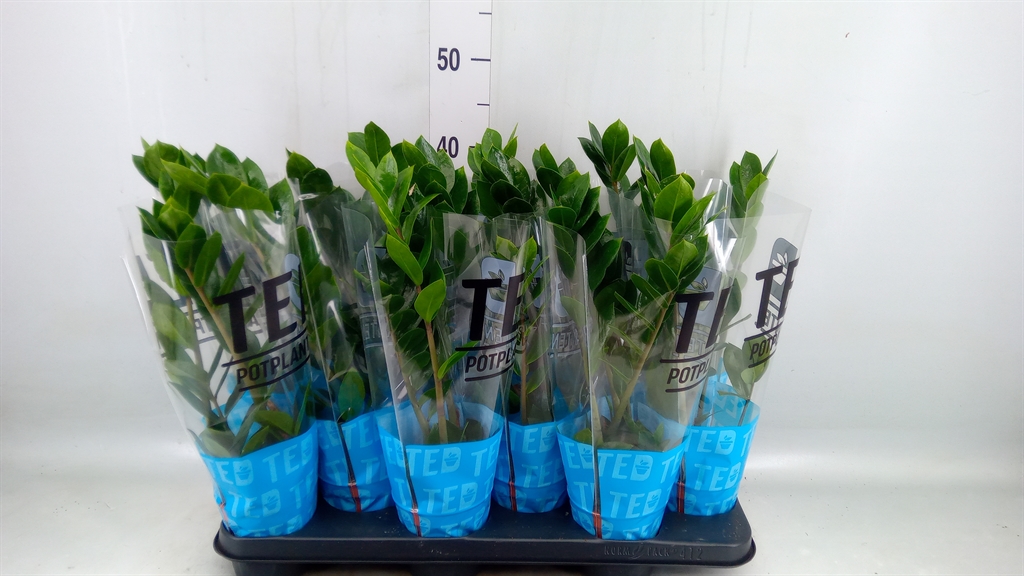 Горшечные цветы и растения оптом Zamioculcas Zamiifolia от 12шт из Голландии с доставкой по России