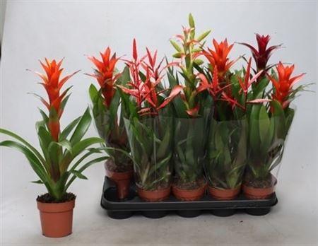 Горшечные цветы и растения оптом Bromelia Gem от 10шт из Голландии с доставкой по России