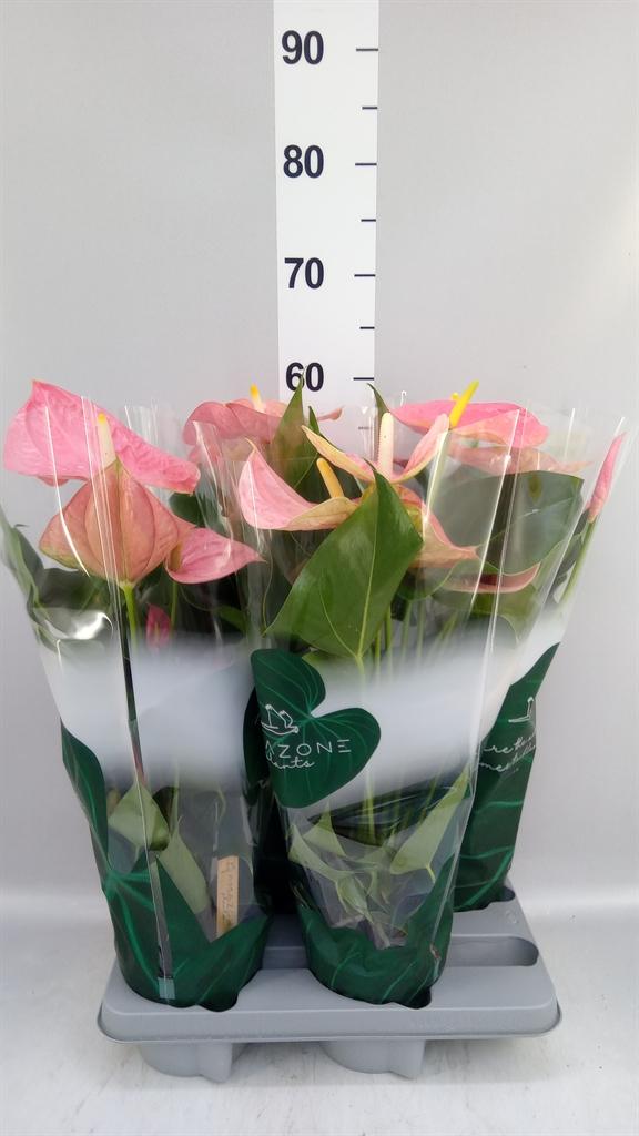 Горшечные цветы и растения оптом Anthurium Andr. colorado от 4шт из Голландии с доставкой по России