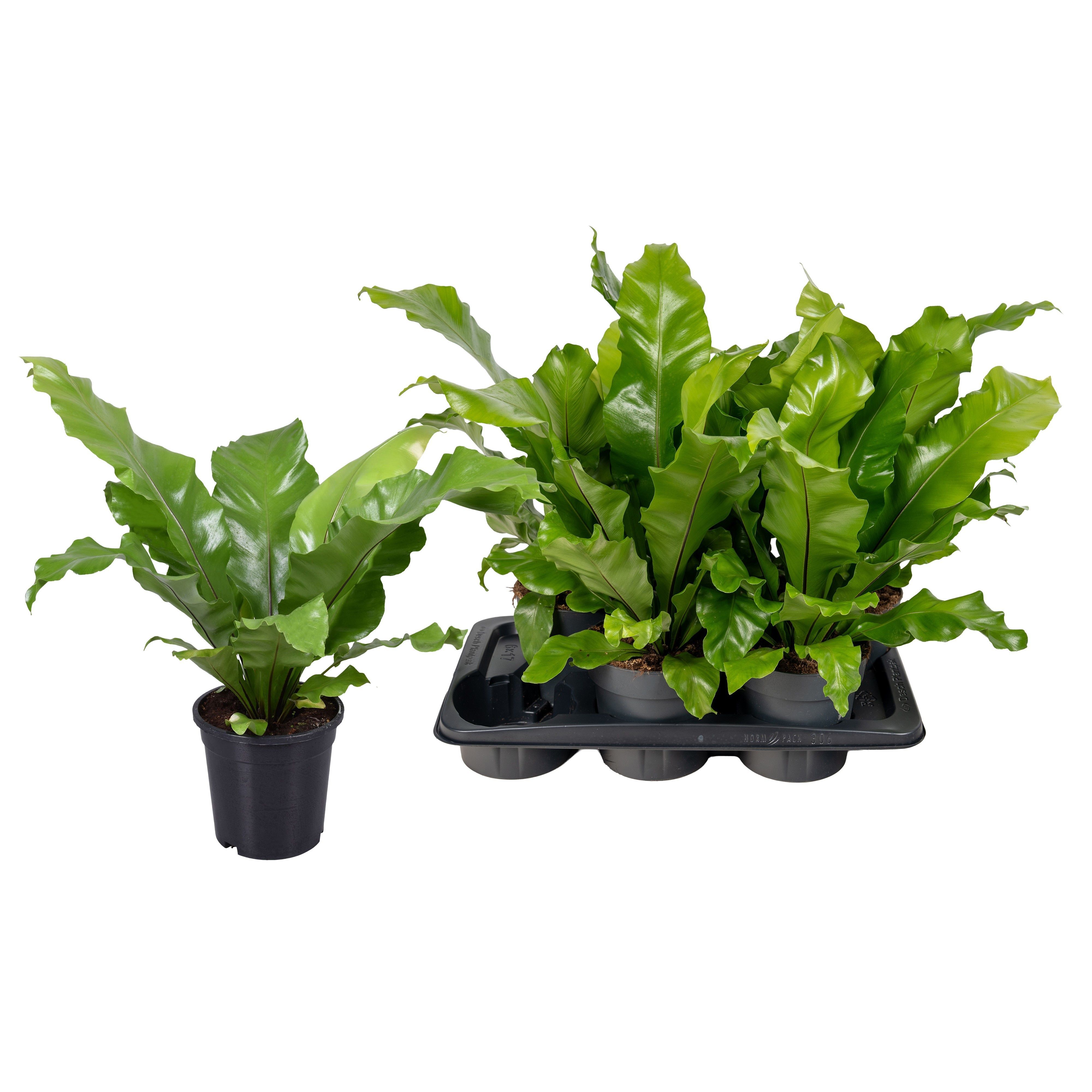 Горшечные цветы и растения оптом Asple Nidus от 6шт из Голландии с доставкой по России