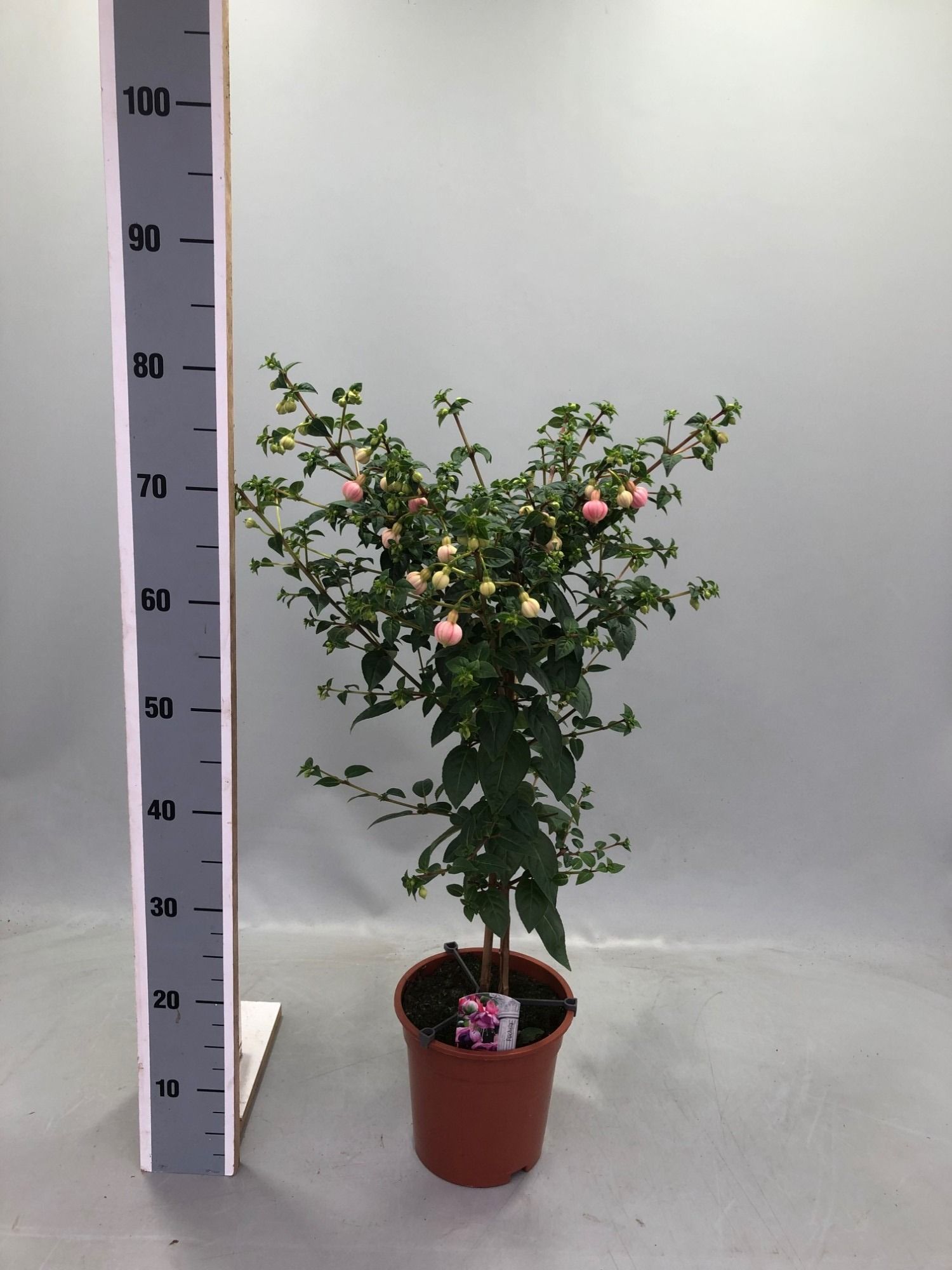 Горшечные цветы и растения оптом Fuchsia Paula Jane от 1шт из Голландии с доставкой по России