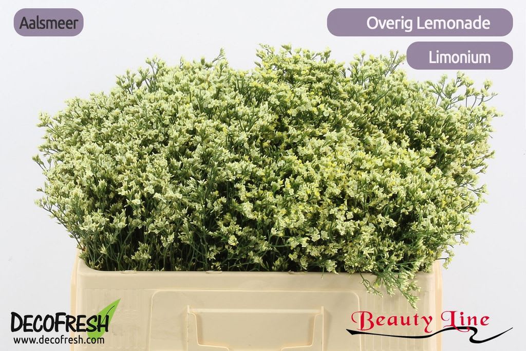 Срезанные цветы оптом Limonium sensy lemonade от 100шт из Голландии с доставкой по России