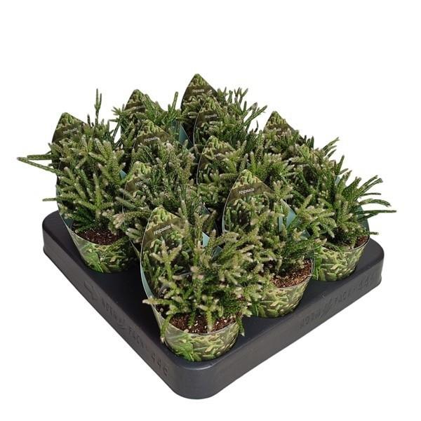 Горшечные цветы и растения оптом Rhipsalis Pilocarpa Potcover от 12шт (для телеги) из Голландии с доставкой по России