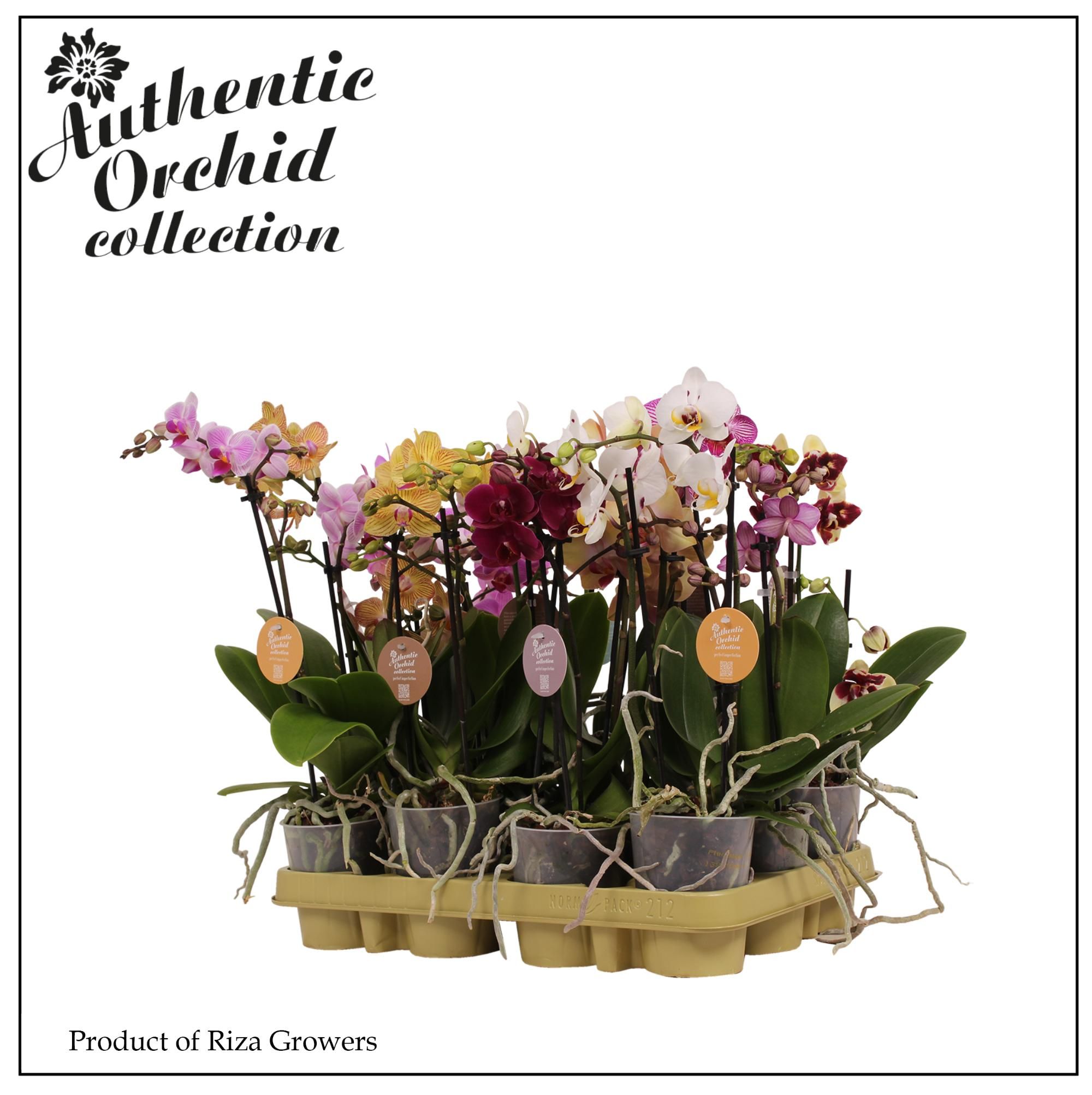 Горшечные цветы и растения оптом Phal 2st Authentic Multi Mix 12+ (orchid Growers) от 12шт (для телеги) из Голландии с доставкой по России