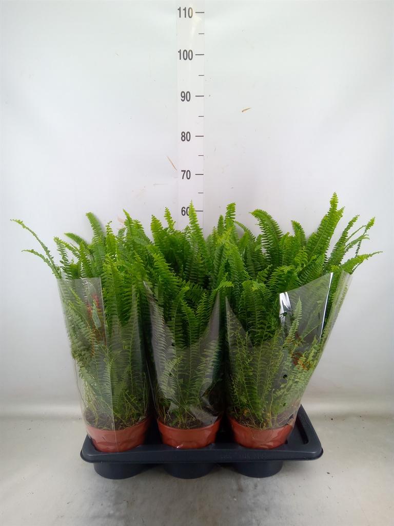 Горшечные цветы и растения оптом Nephrolepis Green Lady от 6шт из Голландии с доставкой по России