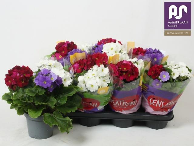 Горшечные цветы и растения оптом Prim Ob Sweetkis Sen от 7шт из Голландии с доставкой по России