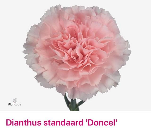 Срезанные цветы оптом Dianthus st doncel от 160шт из Голландии с доставкой по России