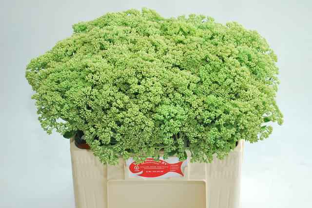 Срезанные цветы оптом Sedum spectabile (green) от 50шт из Голландии с доставкой по России