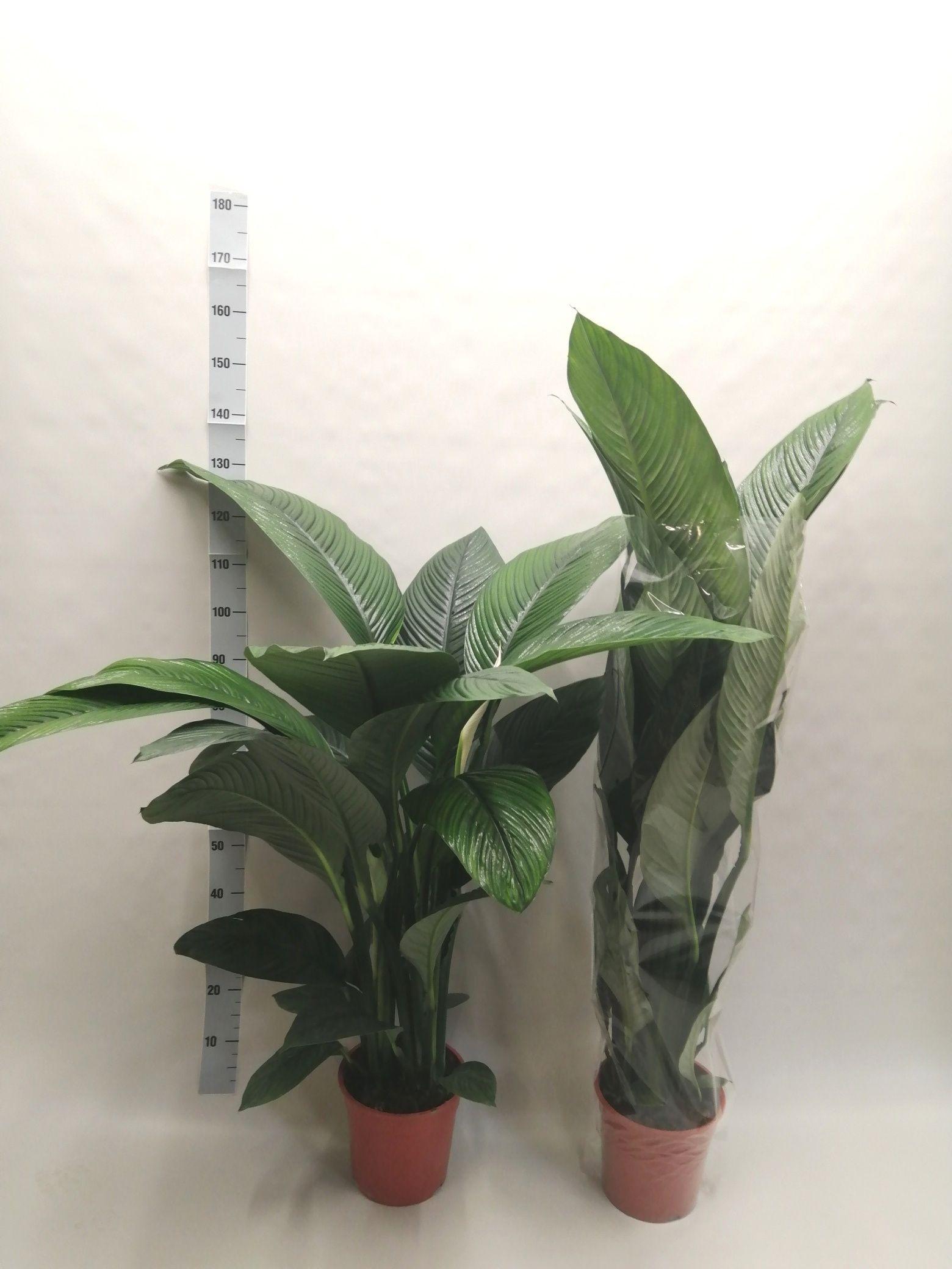 Горшечные цветы и растения оптом Spath Sensation от 1шт из Голландии с доставкой по России