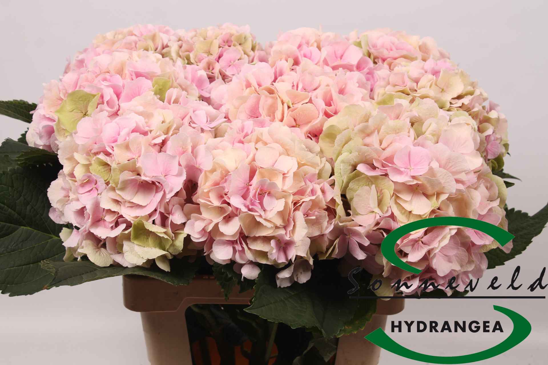 Срезанные цветы оптом Hydrangea verena classic champagne от 10шт из Голландии с доставкой по России