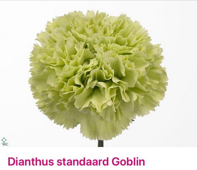 Срезанные цветы оптом Dianthus st goblin от 100шт из Голландии с доставкой по России