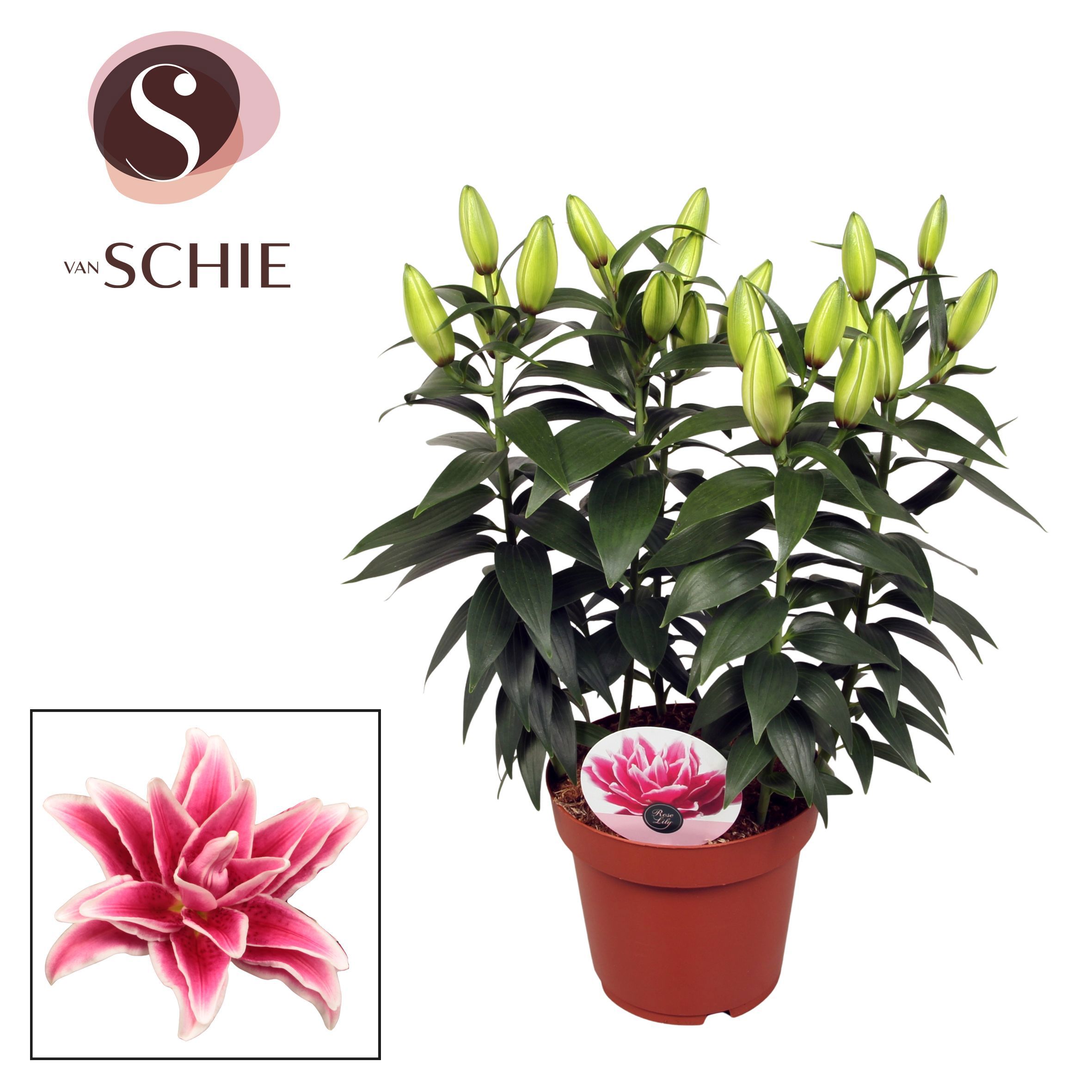 Горшечные цветы и растения оптом Lilium Or Roselily Kyra 5pp от 5шт из Голландии с доставкой по России