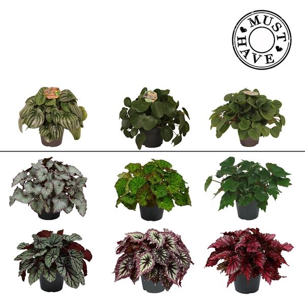 Горшечные цветы и растения оптом Begonia Green Mix Must Have от 3шт (для телеги) из Голландии с доставкой по России