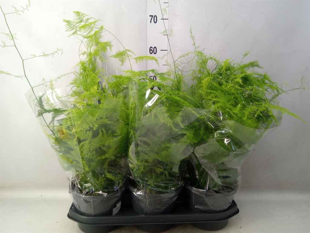 Горшечные цветы и растения оптом Asparagus Setaceus от 3шт из Голландии с доставкой по России