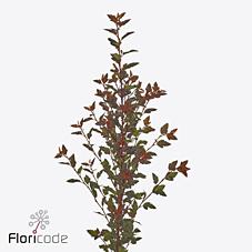 Срезанные цветы оптом Physocarpus magical sweet cherry от 50шт из Голландии с доставкой по России