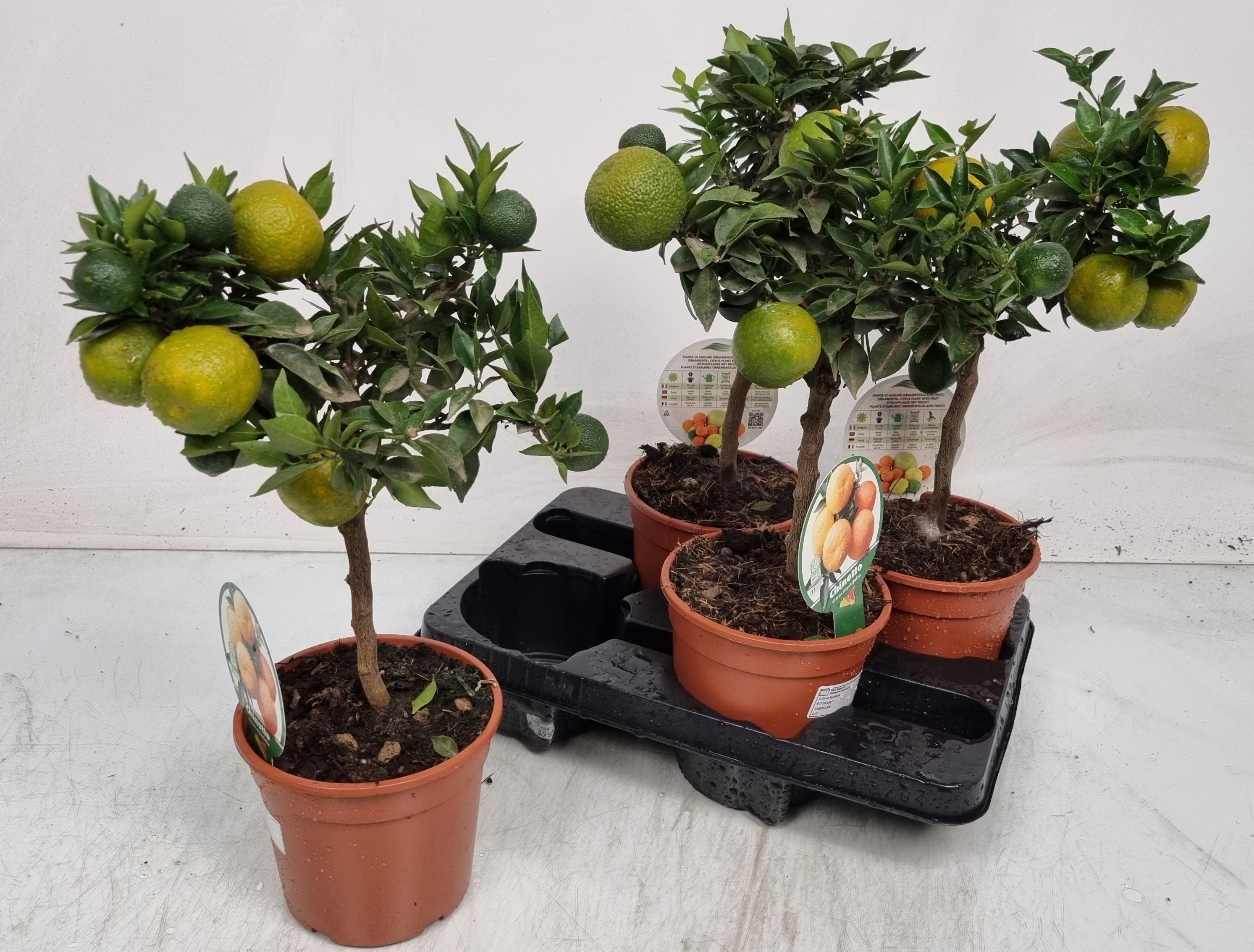 Горшечные цветы и растения оптом Citr Au Chinotto от 4шт (для телеги) из Голландии с доставкой по России